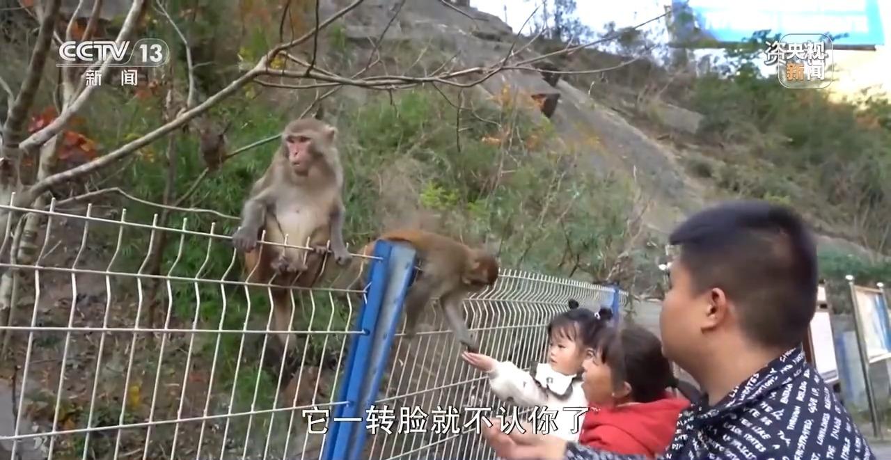 官方通报，女子救下猕猴，半年人猴情深故事感动人心