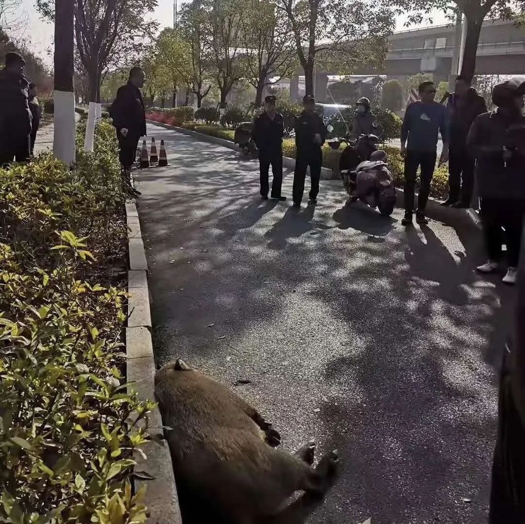 南京地铁隧道内野猪出没，双重挑战下的安全管理与野生动物保护应对之道