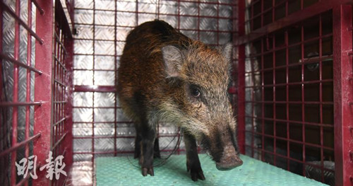 男子收养每日蹭吃的野猪，人与自然和谐共处的新篇章