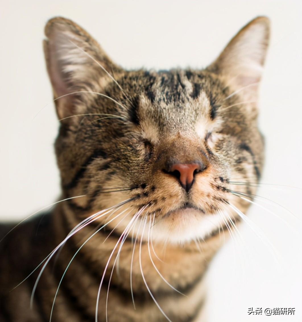 小伙遭流浪猫咬伤引发生死危机，高烧近乎失明，意外考验生命边缘