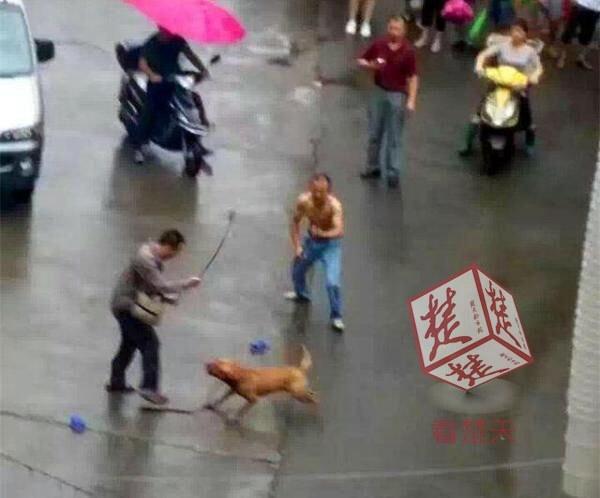 母女公园散步遭大型犬撕咬，警方迅速行动，涉案犬主人被采取刑事强制措施