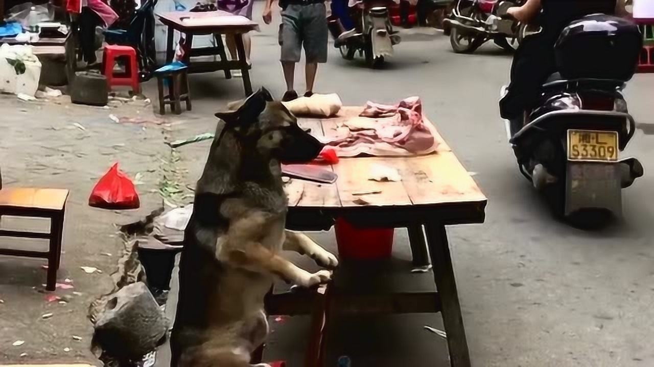 主人杀年猪引发悲剧，狗狗偷吃猪肉丧命