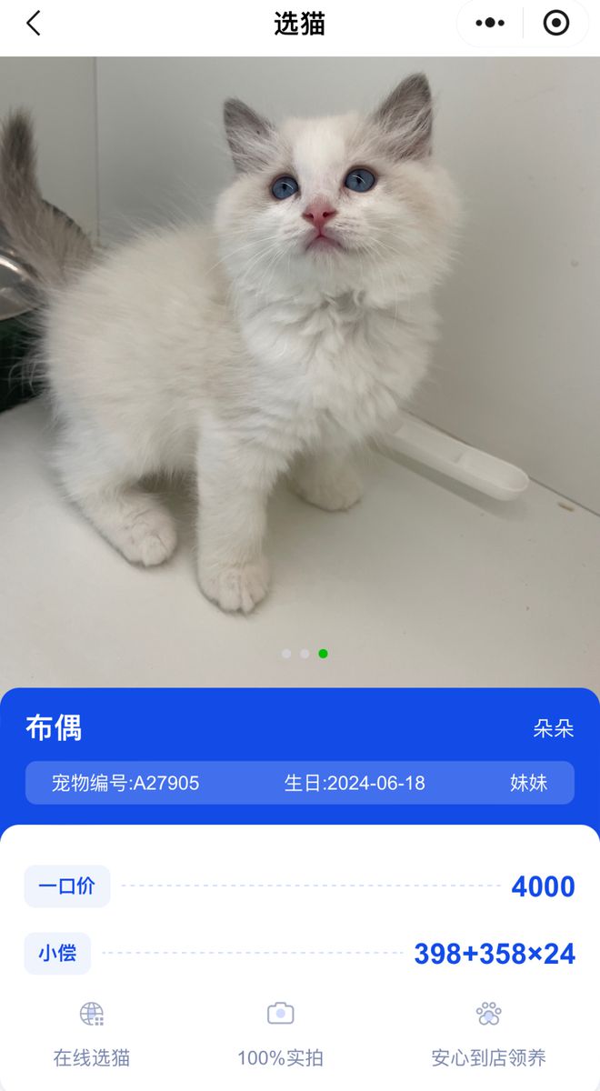 拒付猫贷引发法律纠纷，领养猫咪背后的高额费用