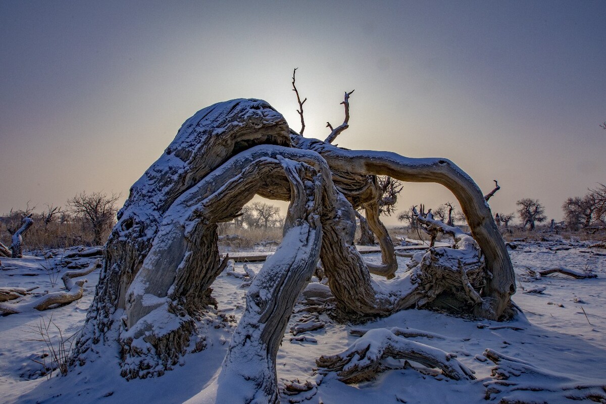 新疆雪后树影，生命的坚韧与自然的壮美画卷