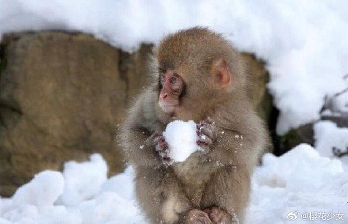 东北雪饼猴嘴巴冻裂背后的故事揭秘