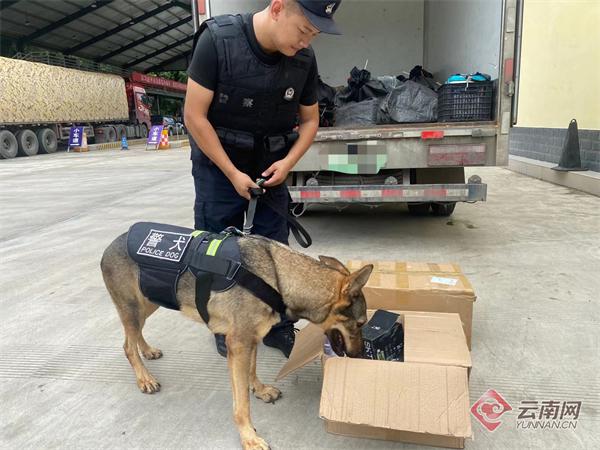 云南警犬因工作状态不佳被通报批评，责任与关怀并重，引发关注热议