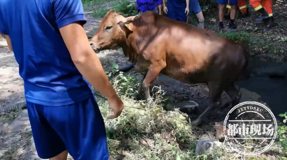 小牛落难水沟，母牛哀鸣呼唤引发人间温情救援行动