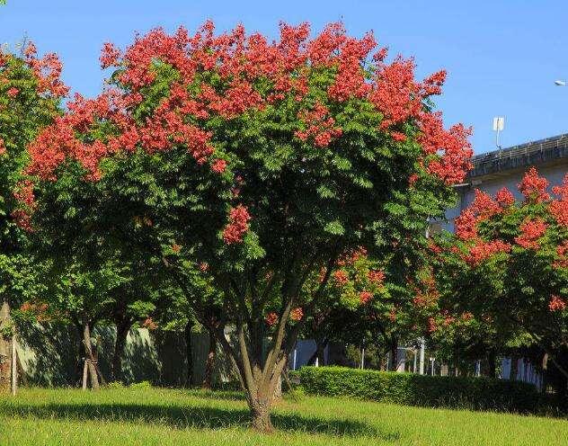 多地节俭办春节，传统习俗与现代理念的融合新风尚