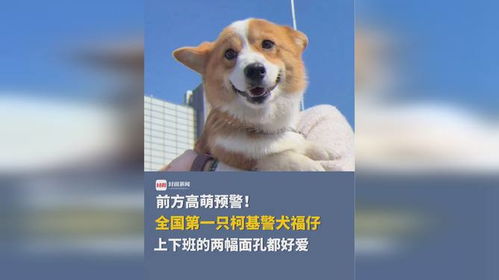 警犬福仔的荣誉年终奖，珍贵大红花荣耀颁发