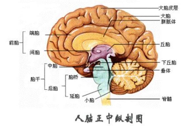 正常人大脑意识单一性的探究