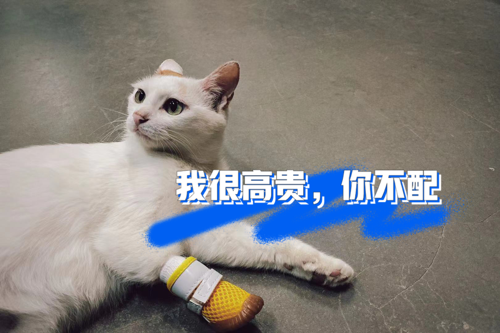 猫咪的自估能力，高估自己的天性