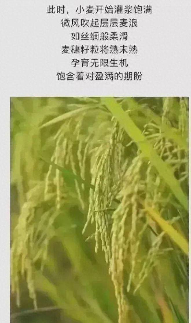 化肥推广背后的矛盾与选择，环境压力下的推广与传统粪肥的魅力探究